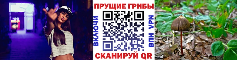 где купить наркотик  Богданович  Галлюциногенные грибы Psilocybe 